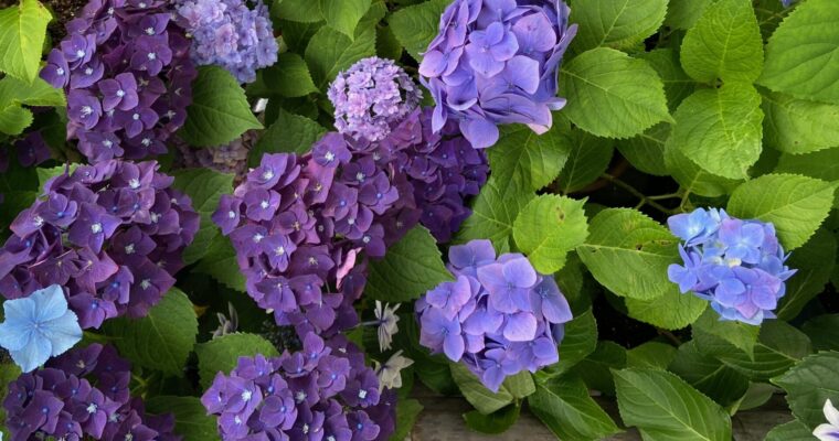 The Hydrangea Temples of Kamakura in Full Bloom