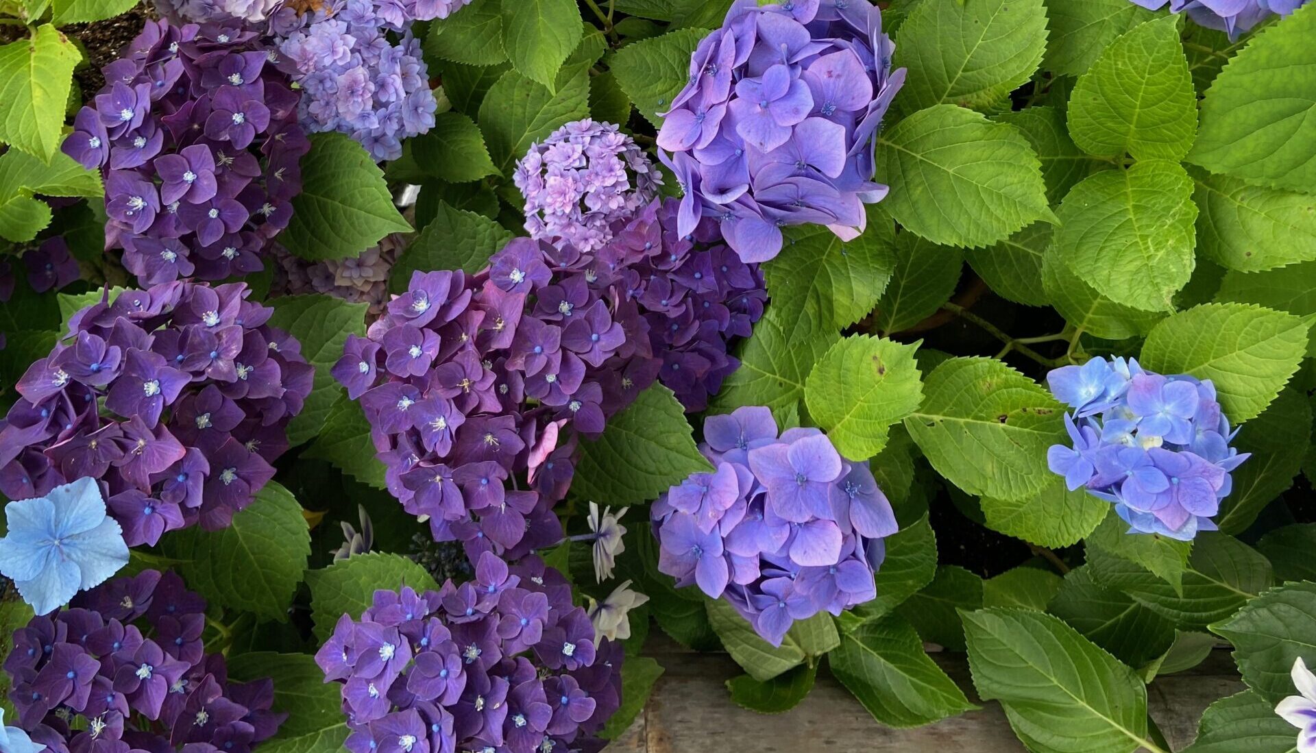 The Hydrangea Temples of Kamakura in Full Bloom