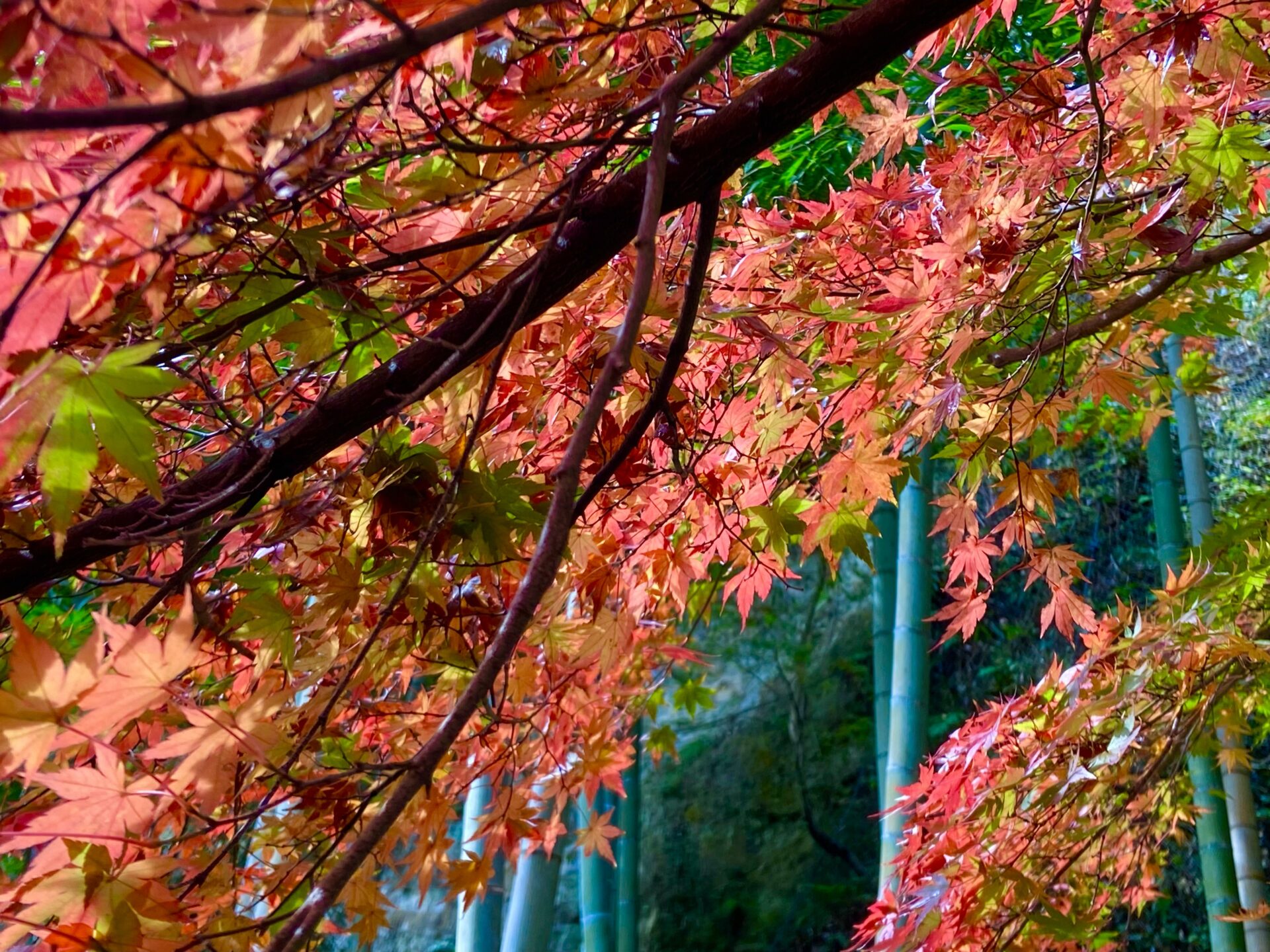 Kamakura Autumn Foliage -1 / Chojyu-Ji in Kita Kamakura