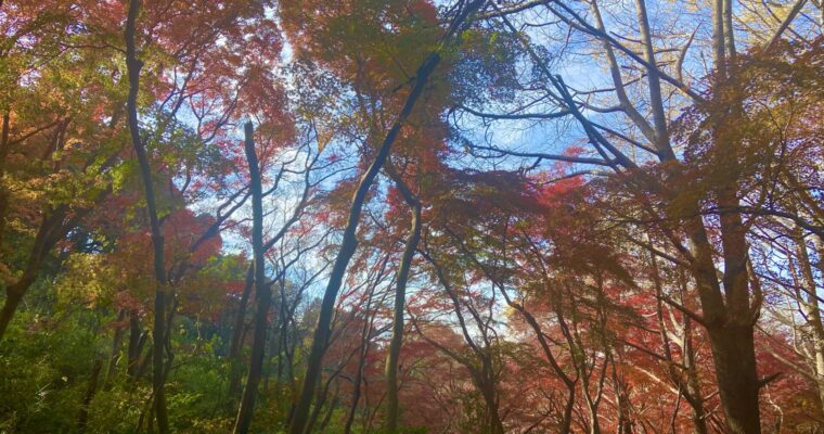 鎌倉の紅葉2022-2／獅子舞の谷〜クリスマス気分のお菓子。