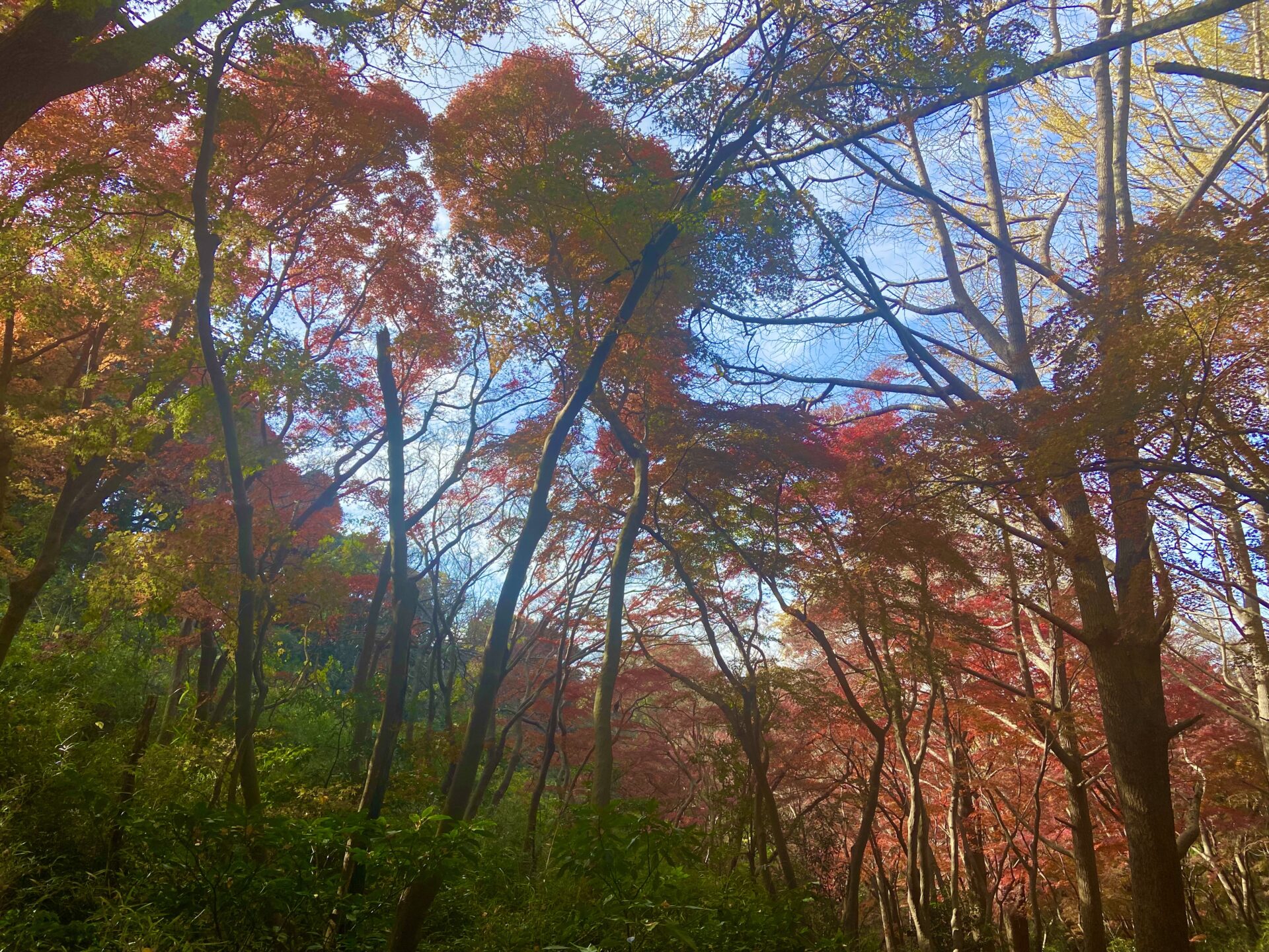 鎌倉の紅葉2022-2／獅子舞の谷〜クリスマス気分のお菓子。