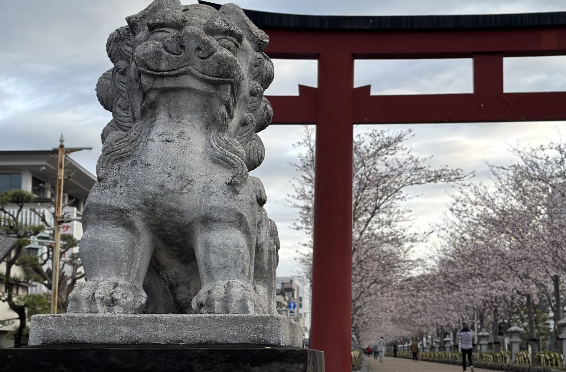 鎌倉の桜、段葛。2023年４月、満開