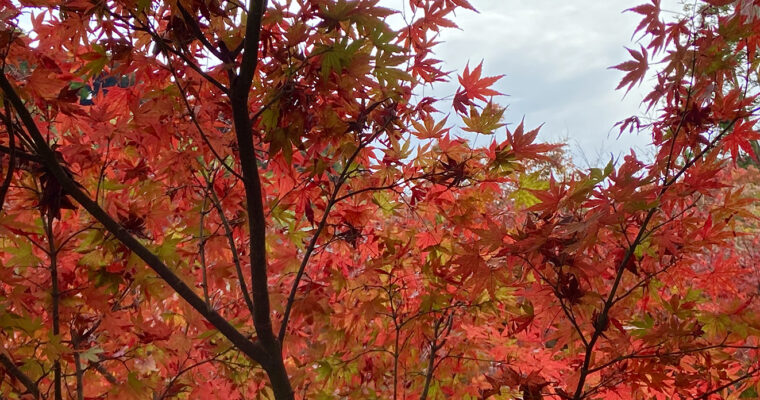 紅葉は北鎌倉へ／紅葉スポット・レストラン•カフェ・お土産