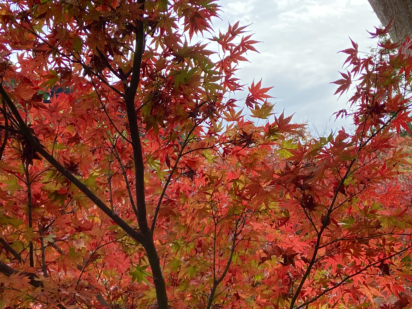 紅葉は北鎌倉へ／紅葉スポット・レストラン•カフェ・お土産