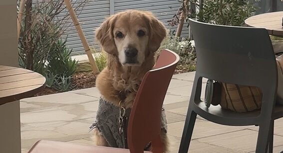 寒い日のお出かけでも、犬と店内で食事ができる安心。腰越〜鎌倉〜三浦半島のカフェレストラン