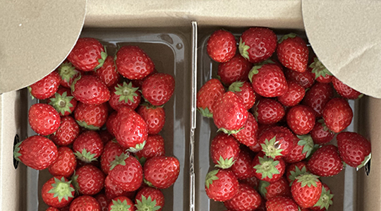 春を買いに三浦半島へ。人気ベーカリーからいちご農園、「すかなごっそ」に行きました