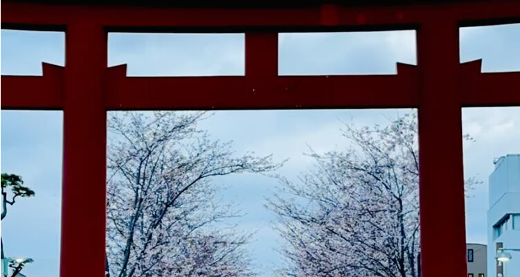 桜の段葛、家族と犬と久しぶりの鎌倉・春散歩。混雑回避は歩く「通り」と時間帯に注意