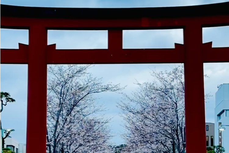 桜の段葛、家族と犬と久しぶりの鎌倉・春散歩。混雑回避は歩く「通り」と時間帯に注意