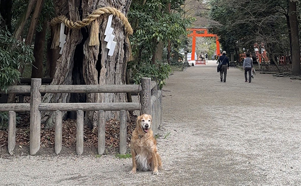 犬と神奈川から京都へ｜春のドライブ、少しだけ子離れの夫婦旅